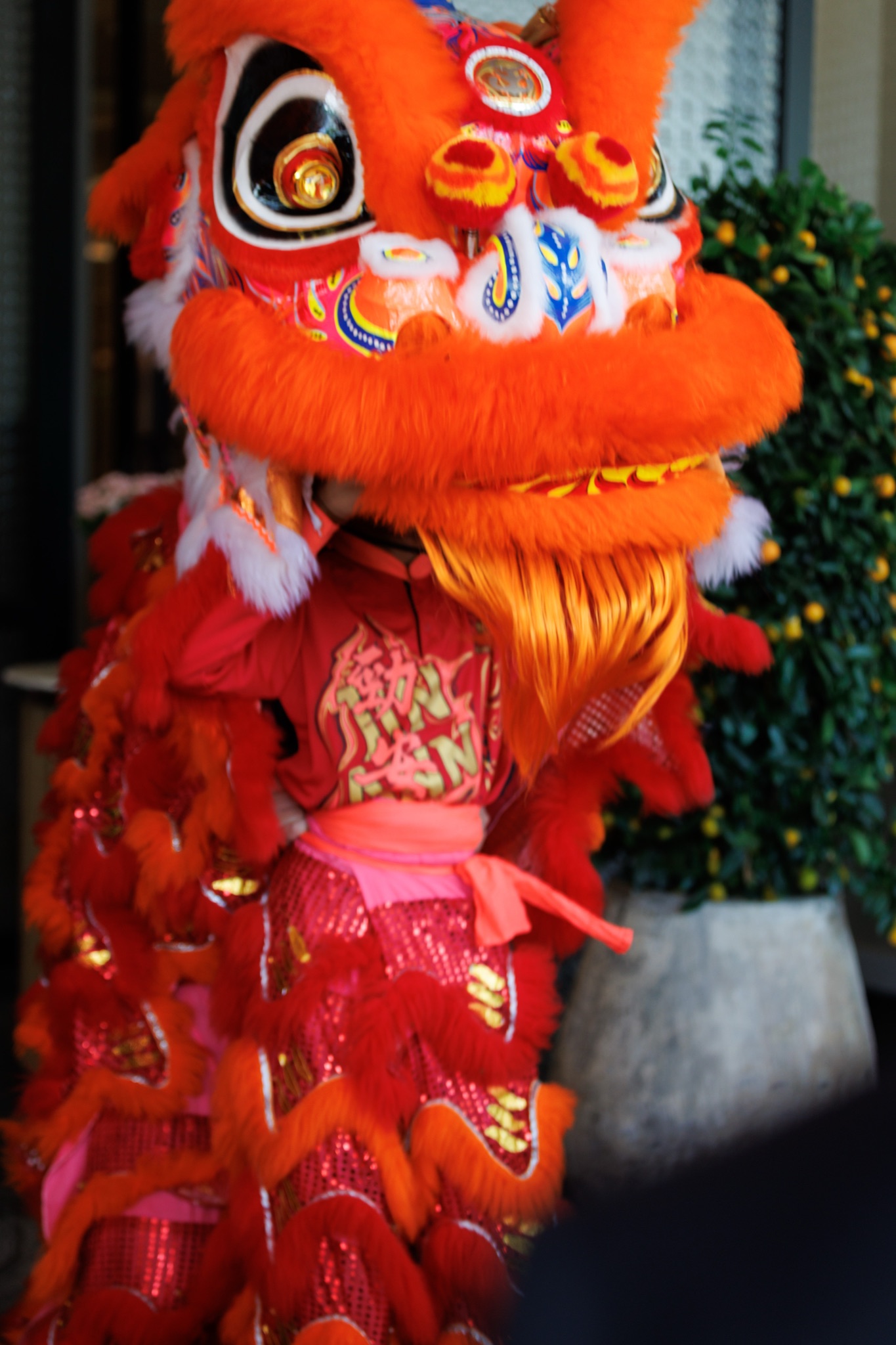 MO CNY Lion Dance photo